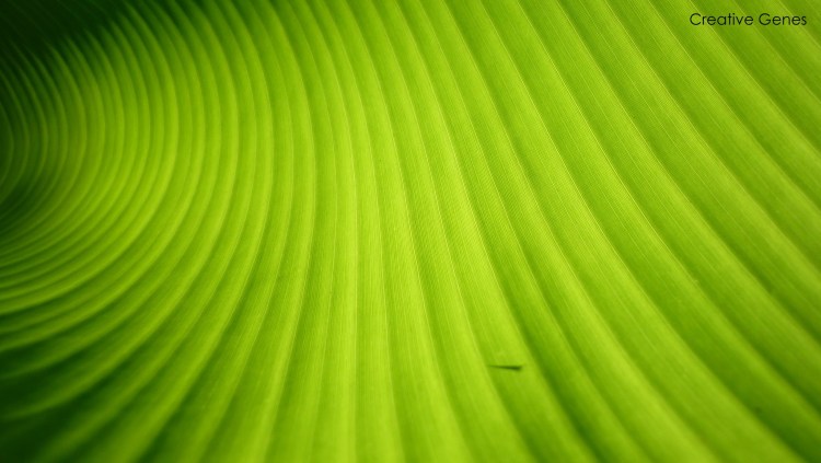 Seven Elements of Visual Art: Lines, Patterns & Tones (Part&nbsp;II)