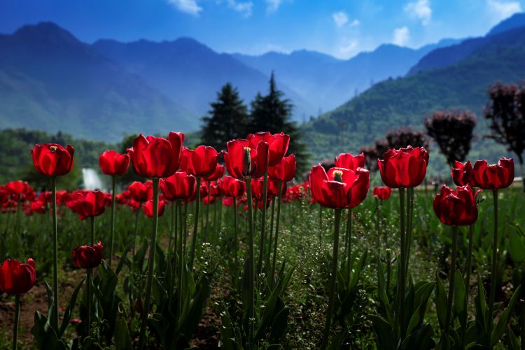 Aesthetics of a Photograph – Elements of Visual Art (Part&nbsp;1)