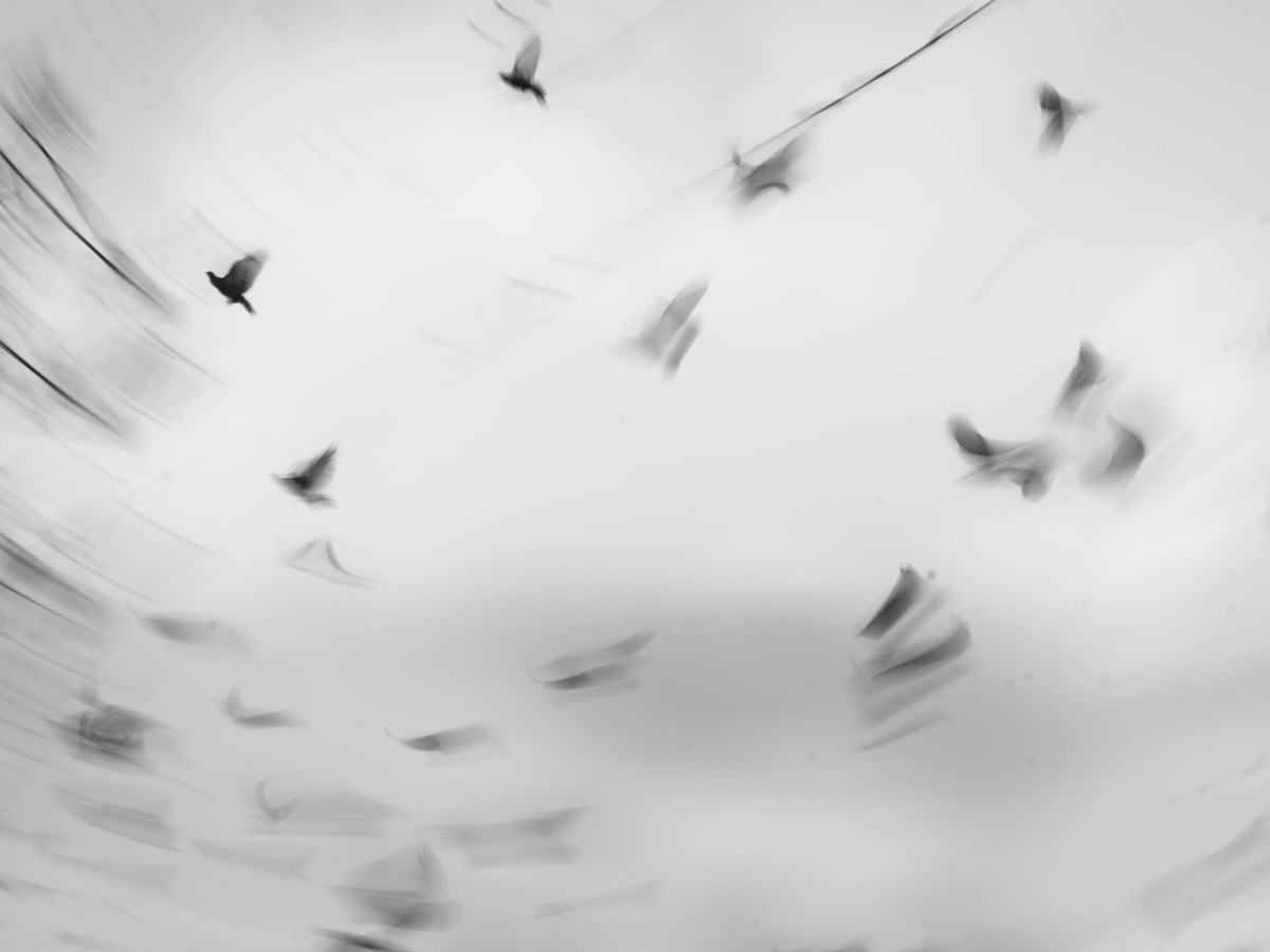 The Weight of&nbsp;Wings